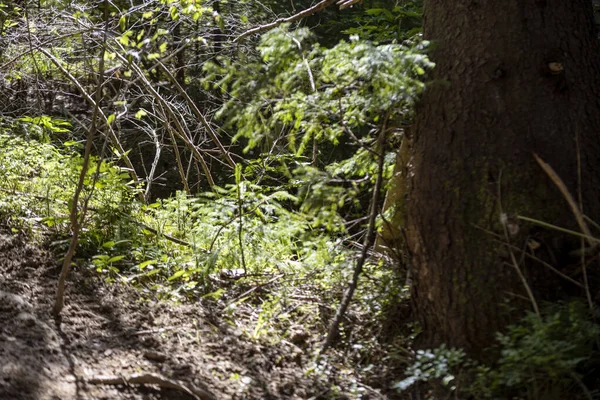 Ukrayna Karpatlarının Dağ Ormanı.