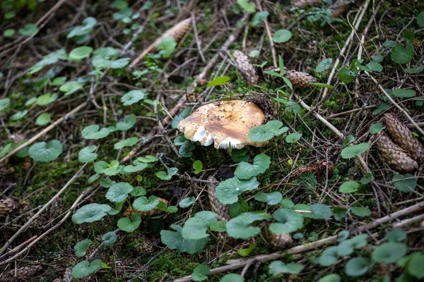 Svamp Fjällskogen Sommardag Närbild Makro — Stockfoto