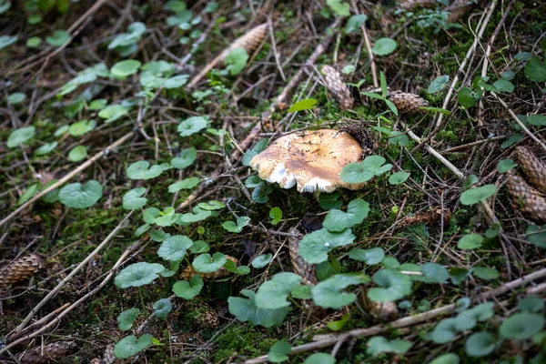 Bir yaz günü dağ ormanında mantar. Makro görünümü kapat.