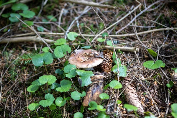 Bir yaz günü dağ ormanında mantar. Makro görünümü kapat.