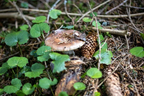 Bir yaz günü dağ ormanında mantar. Makro görünümü kapat.