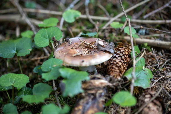 Bir yaz günü dağ ormanında mantar. Makro görünümü kapat.