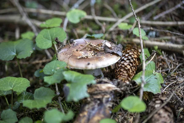 Bir yaz günü dağ ormanında mantar. Makro görünümü kapat.