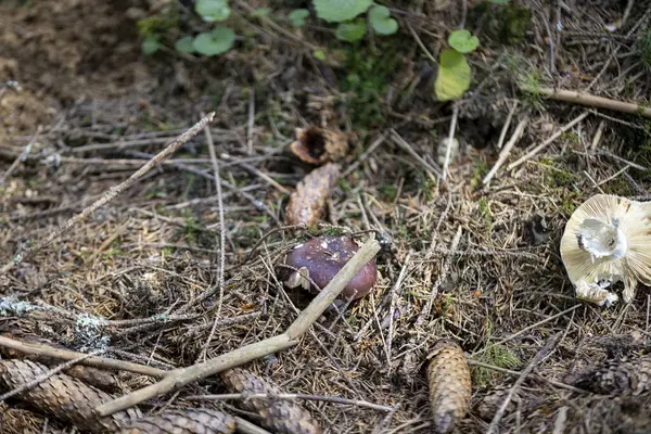 Bir yaz günü dağ ormanında mantar. Makro görünümü kapat.