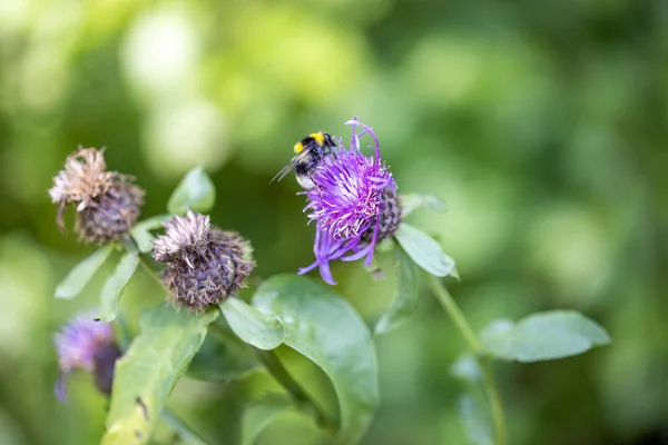Bee Purple Flower Close Macro View — Fotografia de Stock