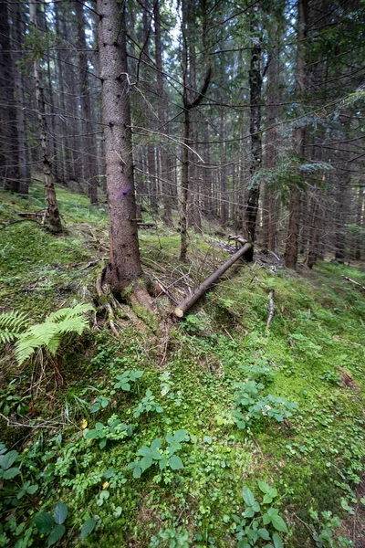 Bergskog Ukrainska Karpaterna Royaltyfria Stockfoton