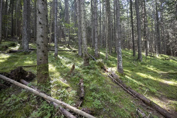 Mountain Forest Ukrainian Carpathians Royalty Free Stock Photos