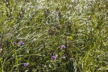 Ukrayna Karpatları 'ndaki dağ çiçekleri. Makro görünümü kapat.