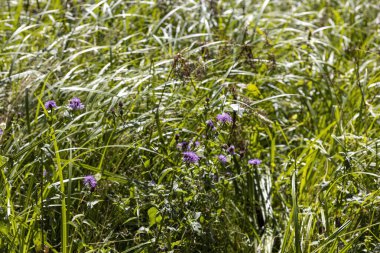Ukrayna Karpatları 'ndaki dağ çiçekleri. Makro görünümü kapat.