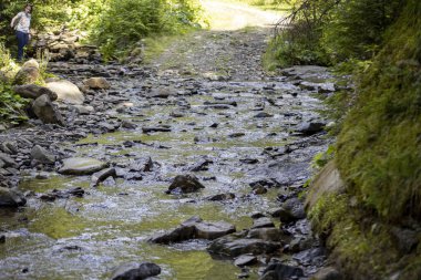 Ukrayna Karpatları 'nda bir yaz gününde dağ deresi