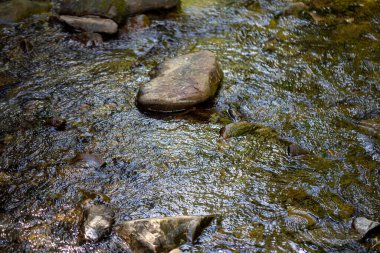 Ukrayna Karpatları 'nda bir yaz gününde dağ deresi