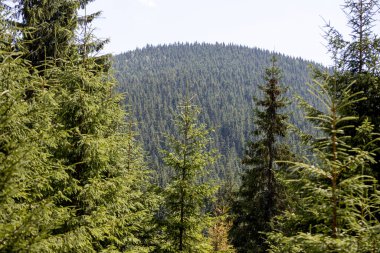 Bir yaz günü Ukrayna Karpatları 'nda dağ panoraması.