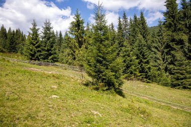Bir yaz günü Ukrayna Karpatları 'nda dağ panoraması.