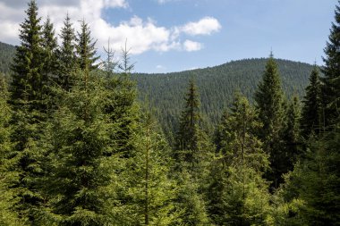 Bir yaz günü Ukrayna Karpatları 'nda dağ panoraması.