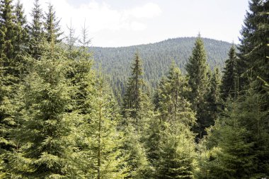 Bir yaz günü Ukrayna Karpatları 'nda dağ panoraması.