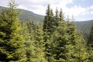 Bir yaz günü Ukrayna Karpatları 'nda dağ panoraması.