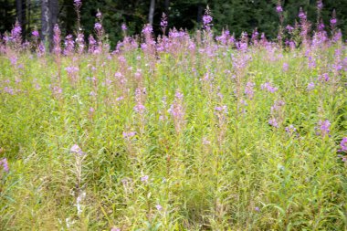 Ukrayna Karpatları 'ndaki dağ çiçekleri. Makro görünümü kapat.
