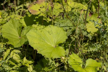 Ormanda yeşil yaprak. Makro görünümü kapat.