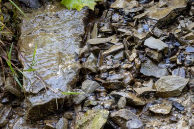 Ukrayna Karpatları 'nda bir yaz gününde dağ deresi