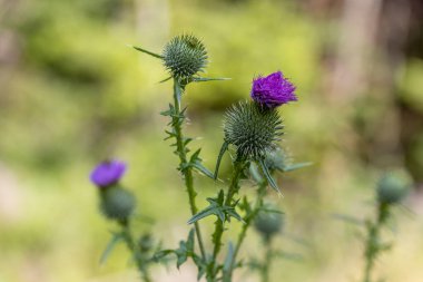 Ukrayna Karpatları 'ndaki dağ çiçekleri. Makro görünümü kapat.