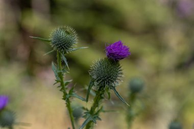 Ukrayna Karpatları 'ndaki dağ çiçekleri. Makro görünümü kapat.