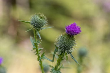 Ukrayna Karpatları 'ndaki dağ çiçekleri. Makro görünümü kapat.