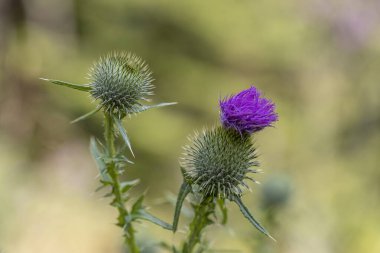 Ukrayna Karpatları 'ndaki dağ çiçekleri. Makro görünümü kapat.