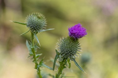 Ukrayna Karpatları 'ndaki dağ çiçekleri. Makro görünümü kapat.