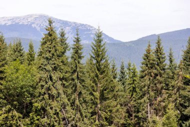 Ukrayna Karpatları 'nda yaz ormanı