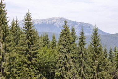 Bir yaz günü Ukrayna Karpatları 'nda dağ panoraması.