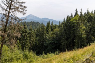 Bir yaz günü Ukrayna Karpatları 'nda dağ panoraması.