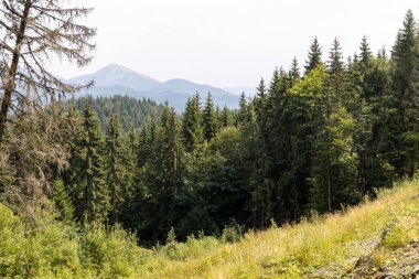 Bir yaz günü Ukrayna Karpatları 'nda dağ panoraması.