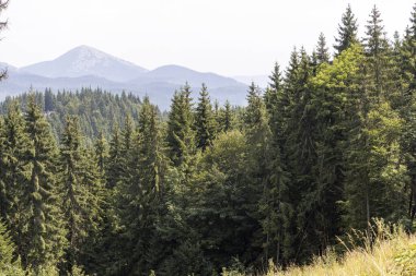 Bir yaz günü Ukrayna Karpatları 'nda dağ panoraması.
