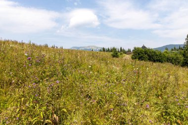 Yüksek Karpatlar 'da yeşil dağ çayırları