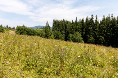 Yüksek Karpatlar 'da yeşil dağ çayırları