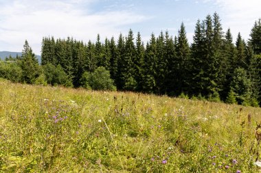 Yüksek Karpatlar 'da yeşil dağ çayırları