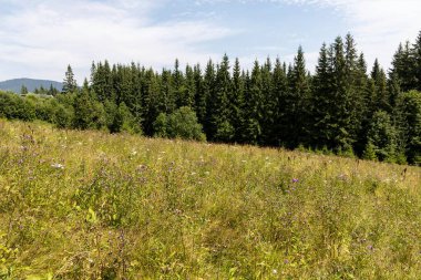 Yüksek Karpatlar 'da yeşil dağ çayırları