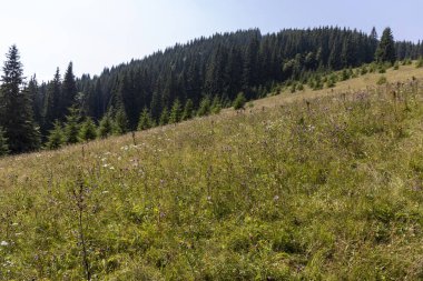 Yüksek Karpatlar 'da yeşil dağ çayırları
