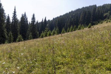 Yüksek Karpatlar 'da yeşil dağ çayırları