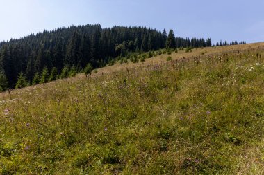 Yüksek Karpatlar 'da yeşil dağ çayırları