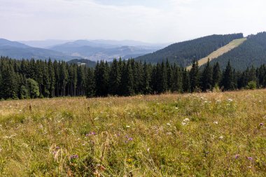Bir yaz günü Ukrayna Karpatları 'nda dağ panoraması.