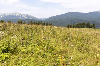 Bir yaz günü Ukrayna Karpatları 'nda dağ panoraması.