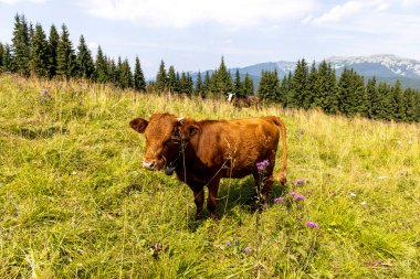 Bir yaz günü Ukrayna Karpatları 'nda yeşil bir çayırdaki inek..