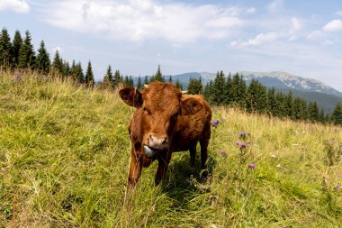 Bir yaz günü Ukrayna Karpatları 'nda yeşil bir çayırdaki inek..