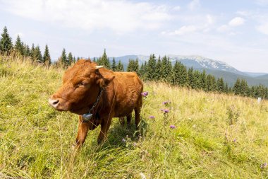 Bir yaz günü Ukrayna Karpatları 'nda yeşil bir çayırdaki inek..