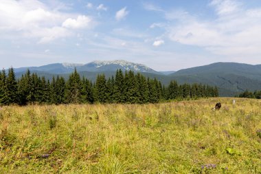 Bir yaz günü Ukrayna Karpatları 'nda dağ panoraması.