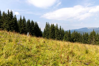 Bir yaz günü Ukrayna Karpatları 'nda dağ panoraması.