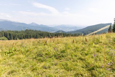 Bir yaz günü Ukrayna Karpatları 'nda dağ panoraması.