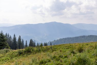 Bir yaz günü Ukrayna Karpatları 'nda dağ panoraması.