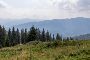 Bir yaz günü Ukrayna Karpatları 'nda dağ panoraması.
